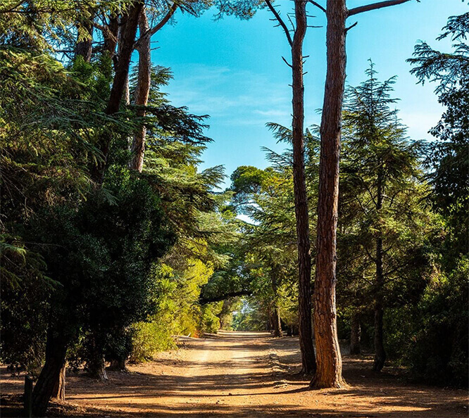 Stone pine and eucalyptus in Sainte Marguerite island