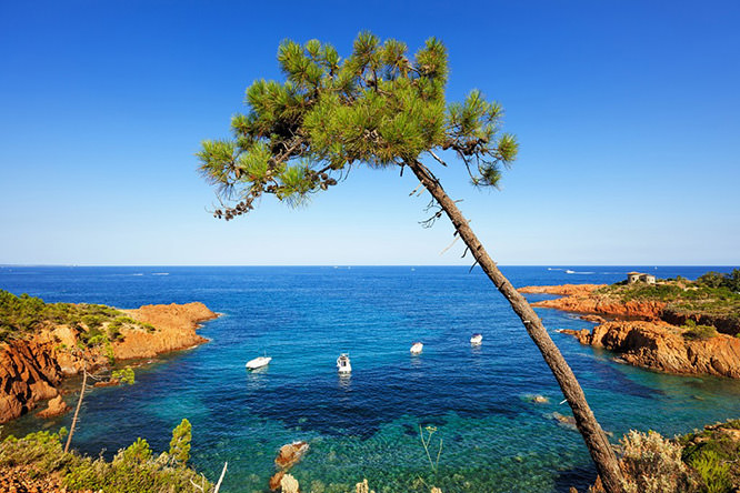 Esterel mediterranean tree French Riviera