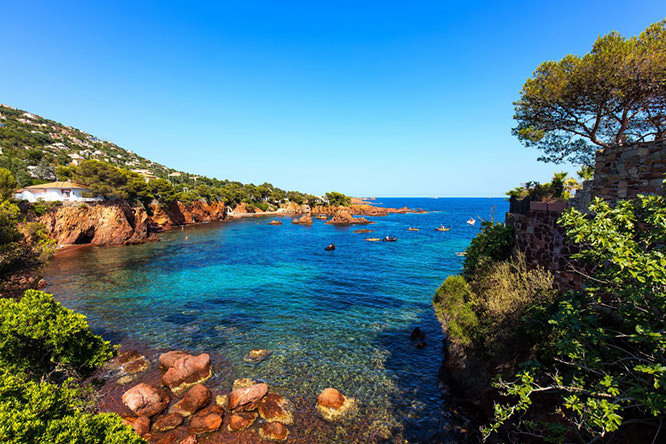 Esterel mediterranean tree French Riviera
