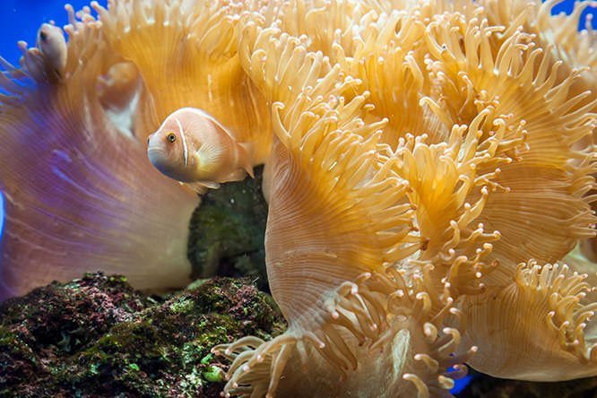 Oceanographic Museum of Monaco