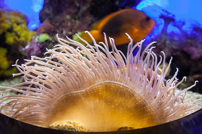 Oceanographic Museum of Monaco