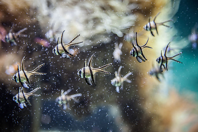 Oceanographic Museum of Monaco