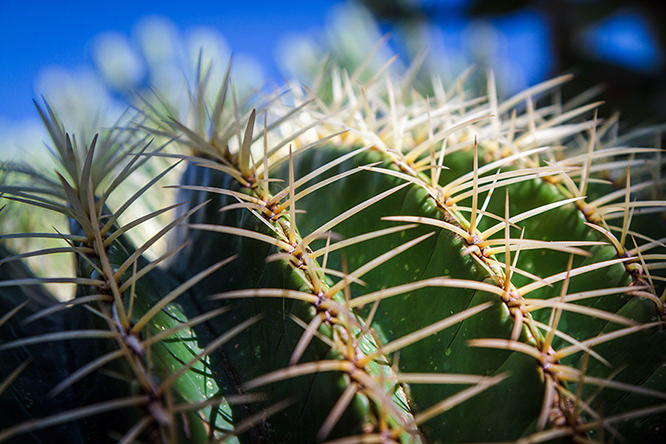 Cactus in Jardin Exotique (botanical garden), Monaco
