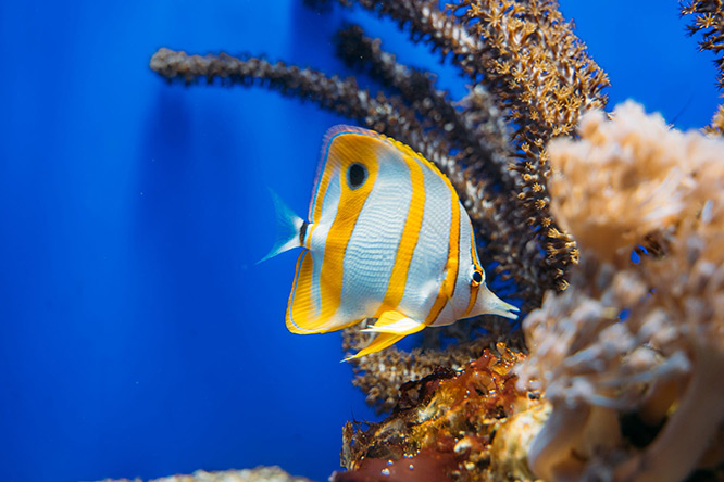 Oceanographic museum of Monaco