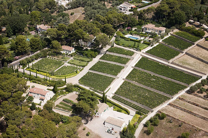 Vineyards in Mougins
