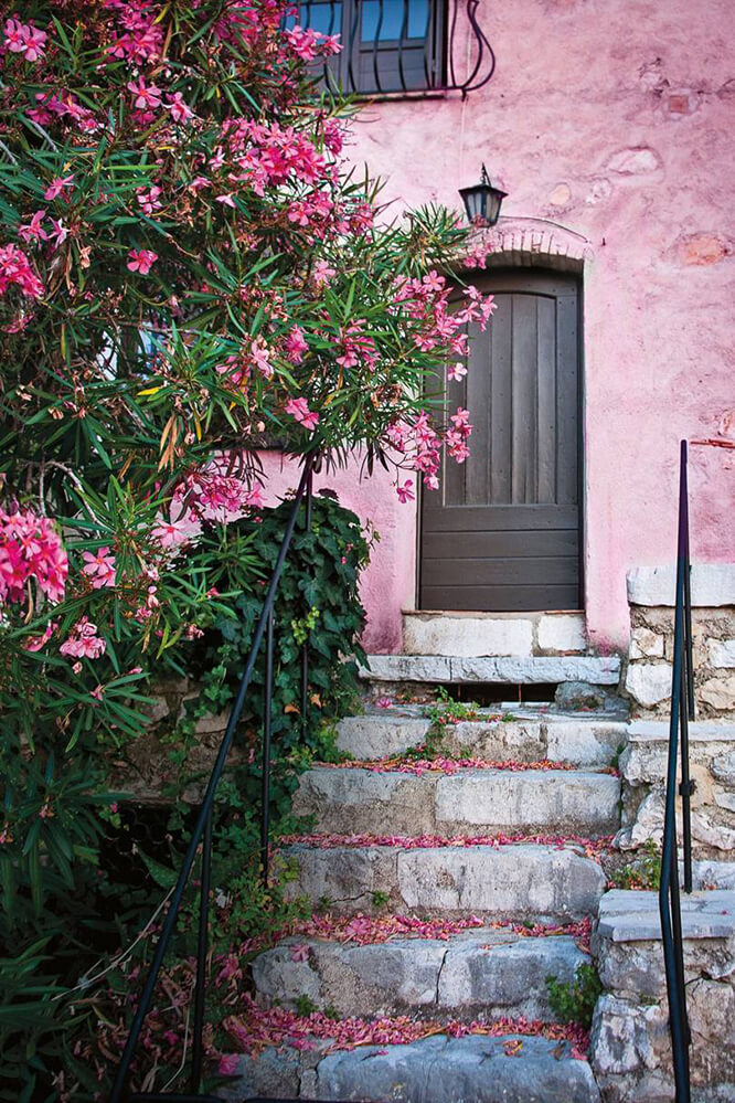 Oleander in Saint-Paul-de-Vence, French Riviera