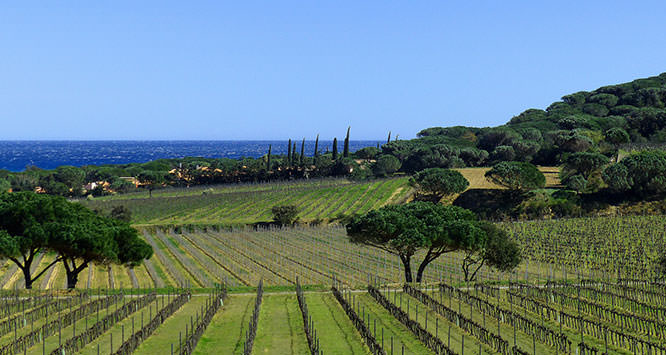 Vineyards in Ramatuelle