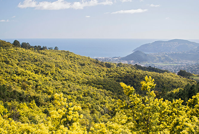 Mimosas in bloom Alps French Riviera