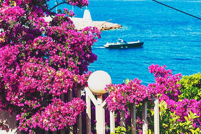 Bougainvillea in Théoule sur Mer French Riviera
