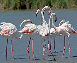 Camargue