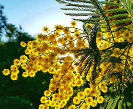 Route du Mimosa