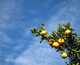 Fête du Citron in Menton