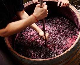French vineyards