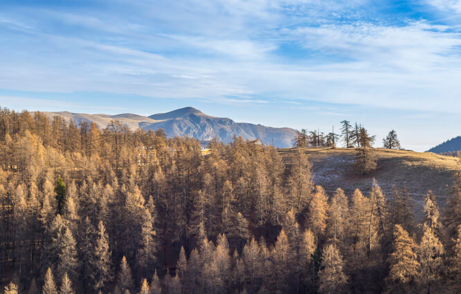 Light into the forest of Valberg