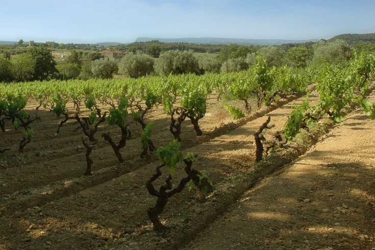 Vignoble de Bandol