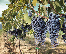 Provence Vineyards map