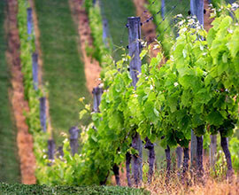 Corsican Vineyards map