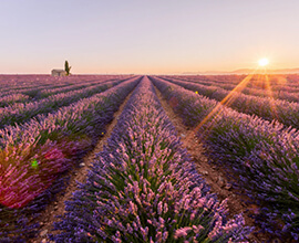 Lavender Map of Provence and Luberon